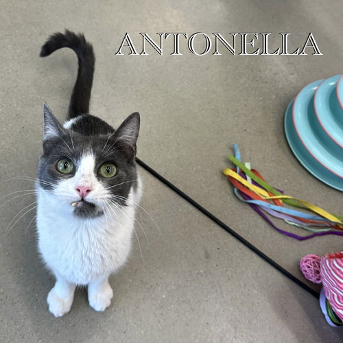 picture of the cat needing adoption