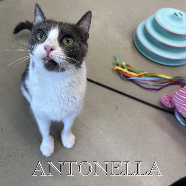 Antonella