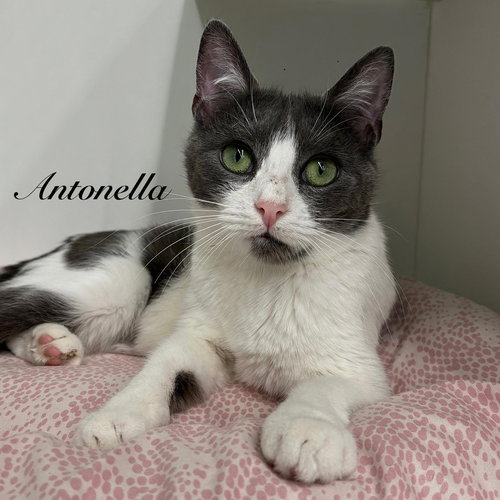 Antonella, Domestic Short Hair / Mixed (short coat), cat for adoption in Kearny, New Jersey