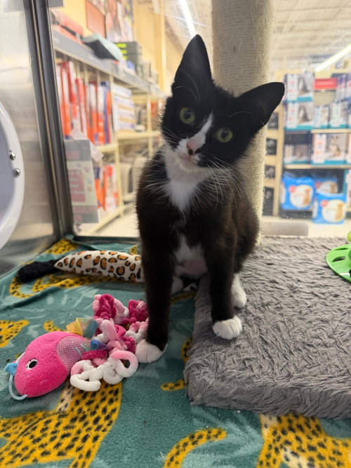 Dori, Baby Domestic Short Hair (short coat), cat for adoption in Kearny, New Jersey