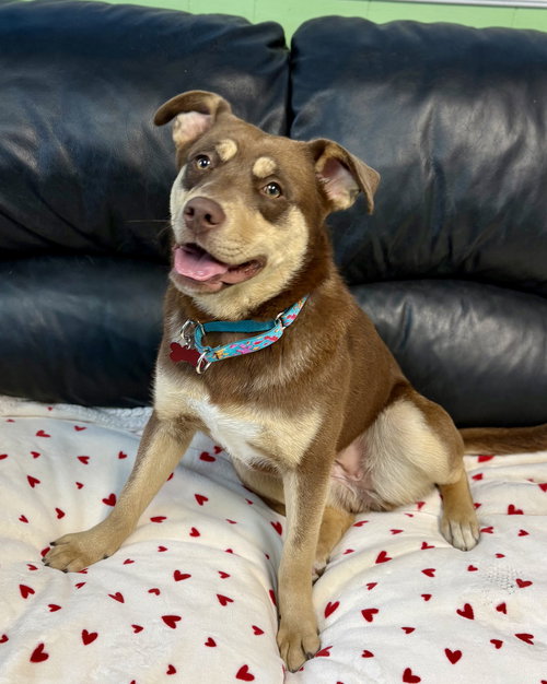 picture of the dog needing adoption