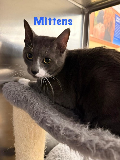 Mittens, Baby Domestic Short Hair (short coat), cat for adoption in Kearny, New Jersey