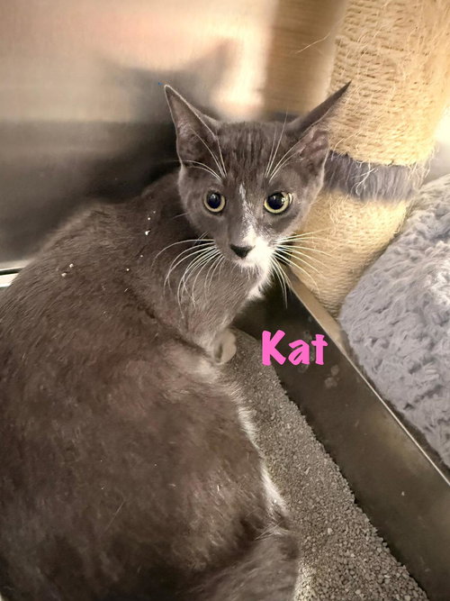 Kat, Baby Domestic Short Hair (short coat), cat for adoption in Kearny, New Jersey