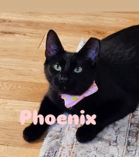 Phoenix, Young Domestic Short Hair (short coat), cat for adoption in Kearny, New Jersey