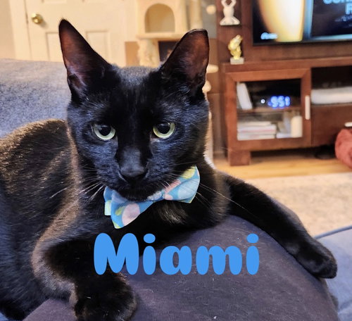 Miami, Young Domestic Short Hair (short coat), cat for adoption in Kearny, New Jersey