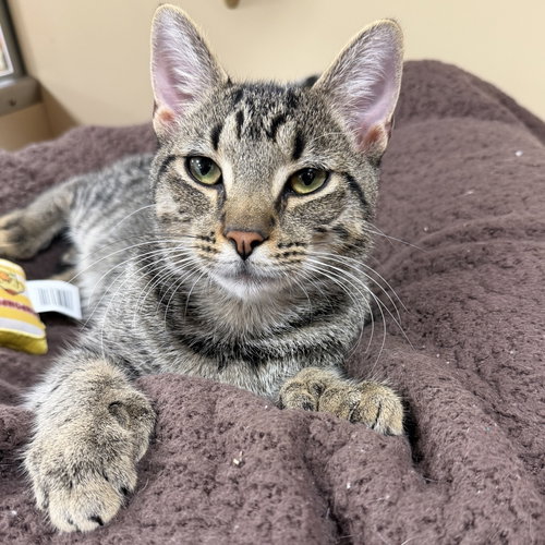 Linx, Young Domestic Short Hair / Mixed (short coat), cat for adoption in Kearny, New Jersey