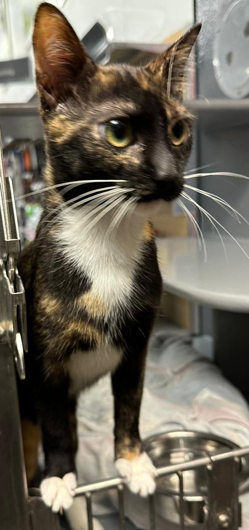 Dana, Young Domestic Short Hair / Mixed (short coat), cat for adoption in New Brunswick, New Jersey