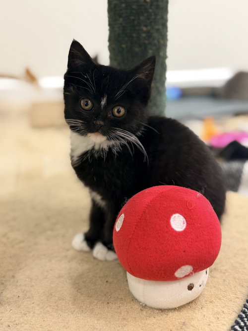 Lily, Baby Domestic Short Hair (short coat), cat for adoption in Kearny, New Jersey