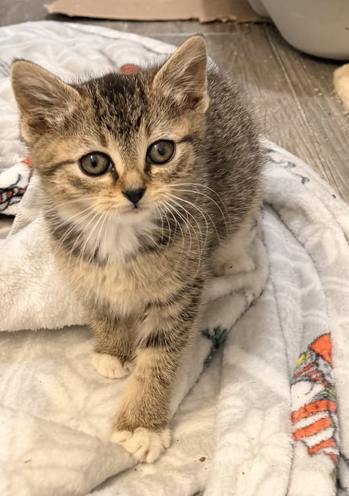 Tulip, Baby Domestic Short Hair (short coat), cat for adoption in Kearny, New Jersey