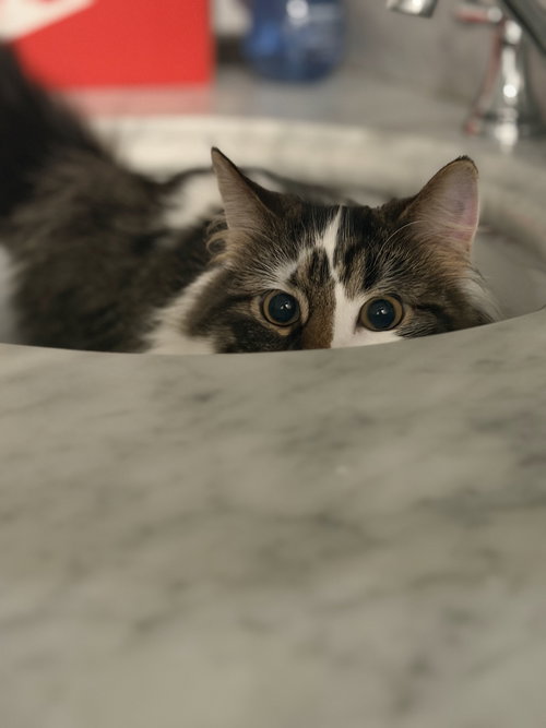 Sullivan, Baby Domestic Medium Hair (medium coat), cat for adoption in Kearny, New Jersey