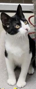 Whitaker, an adoptable Domestic Short Hair in Spring Lake, NJ