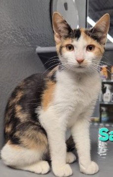 Samira, an adoptable Domestic Short Hair in Spring Lake, NJ