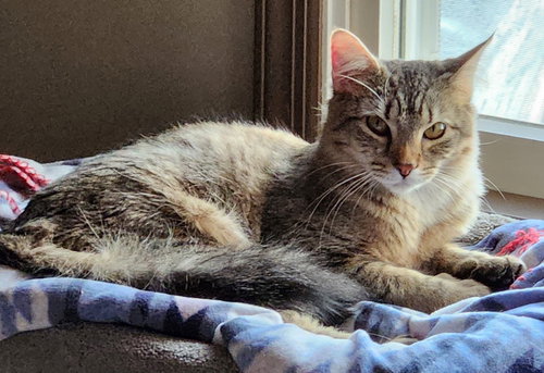 Maggie, an adoptable Domestic Short Hair in Spring Lake, NJ
