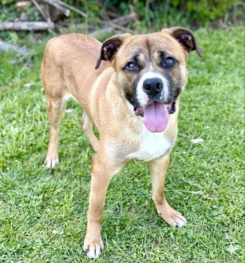 Chase, an adoptable Unknown breed in Spring Lake, NJ