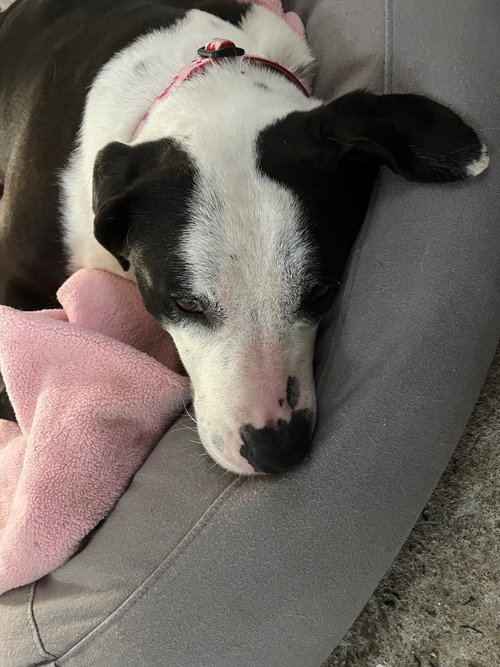 Molly photo 4
