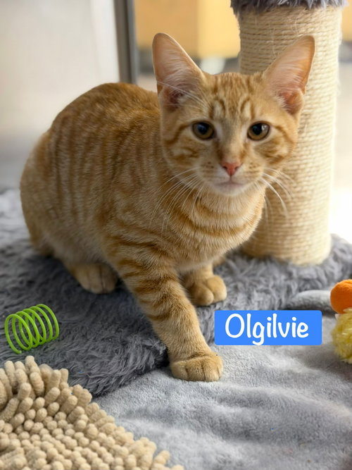Olgilvie, an adoptable Domestic Short Hair in Spring Lake, NJ