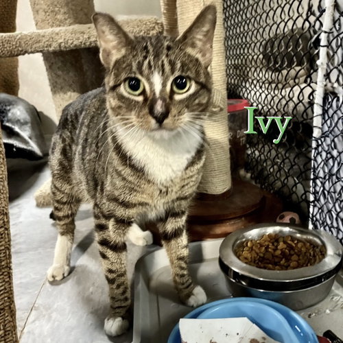 Ivy, an adoptable Domestic Short Hair in Spring Lake, NJ