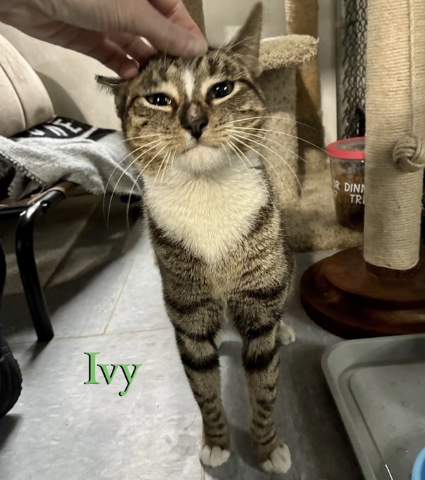 Ivy