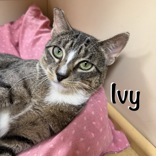 Ivy, Young Domestic Short Hair / Mixed (short coat), cat for adoption in Jersey City, New Jersey