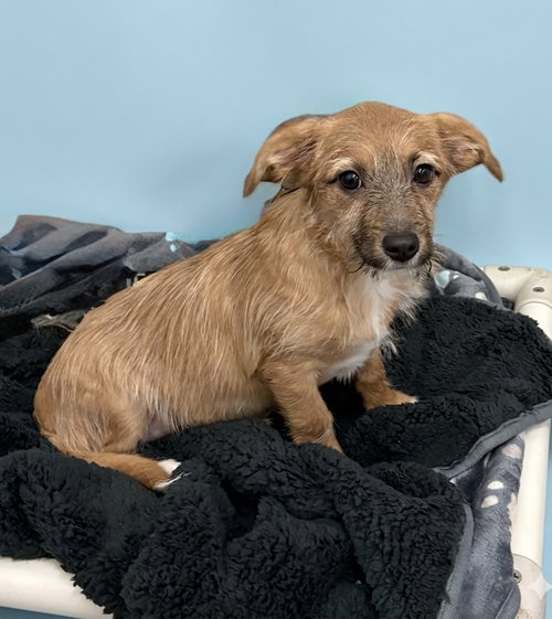 Henry, an adoptable Unknown breed in Spring Lake, NJ