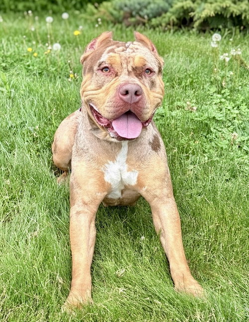 Ivy, an adoptable American Bulldog in Spring Lake, NJ
