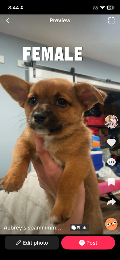 female, an adoptable Unknown breed in Spring Lake, NJ