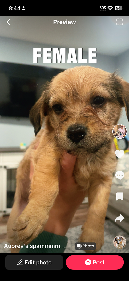 female, an adoptable Unknown breed in Spring Lake, NJ