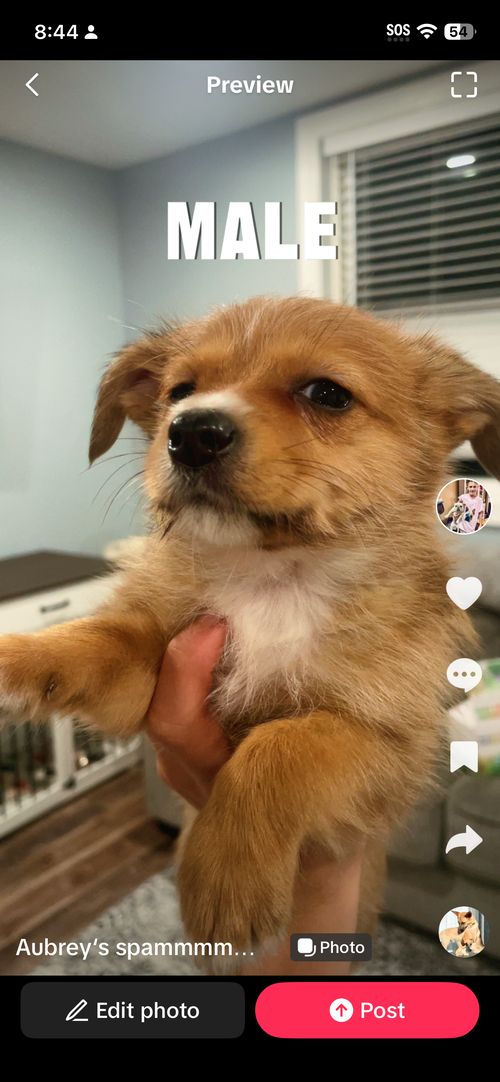 Male, an adoptable Unknown breed in Spring Lake, NJ