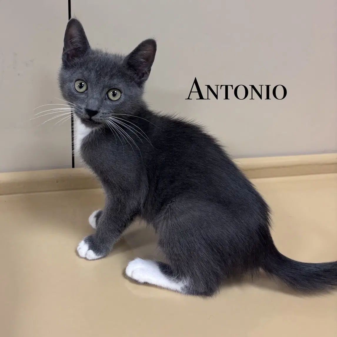 Antonio - Domestic Short Hair