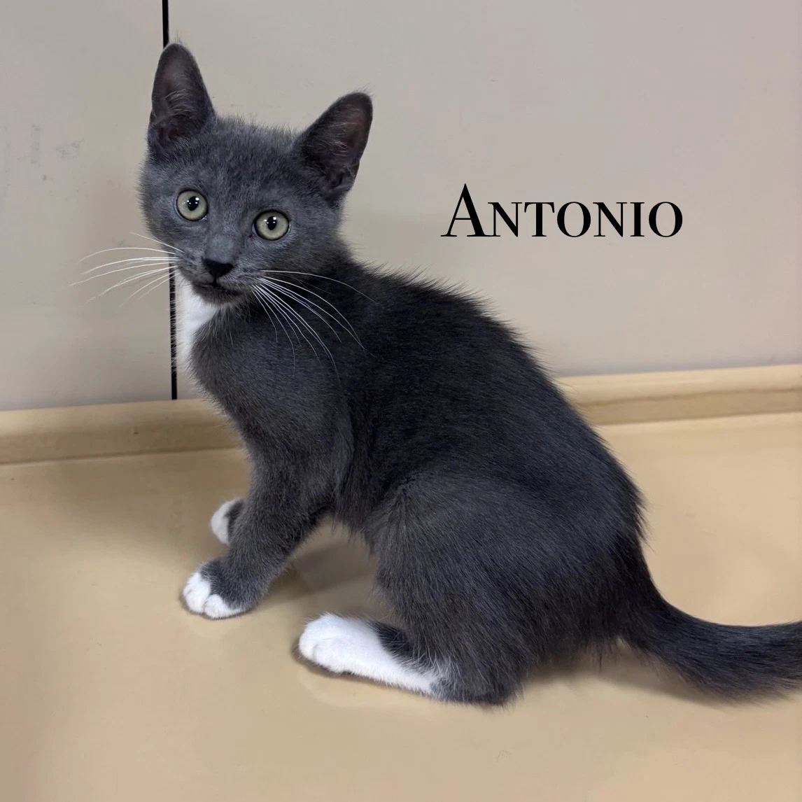 Antonio