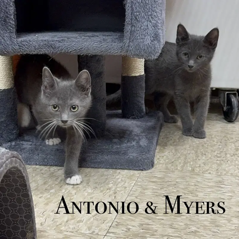 Antonio image 4