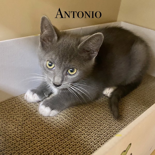 Antonio