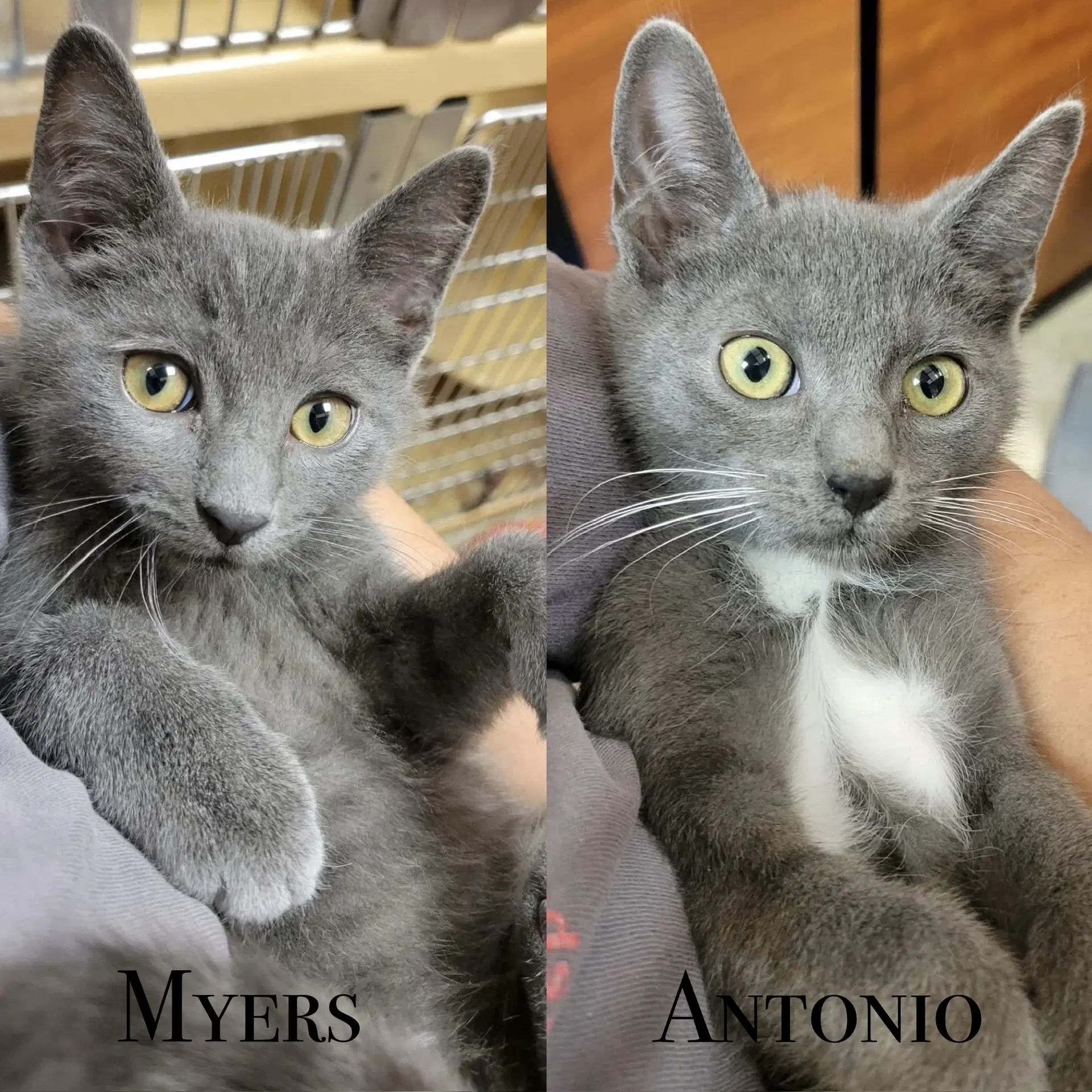 Antonio image 3