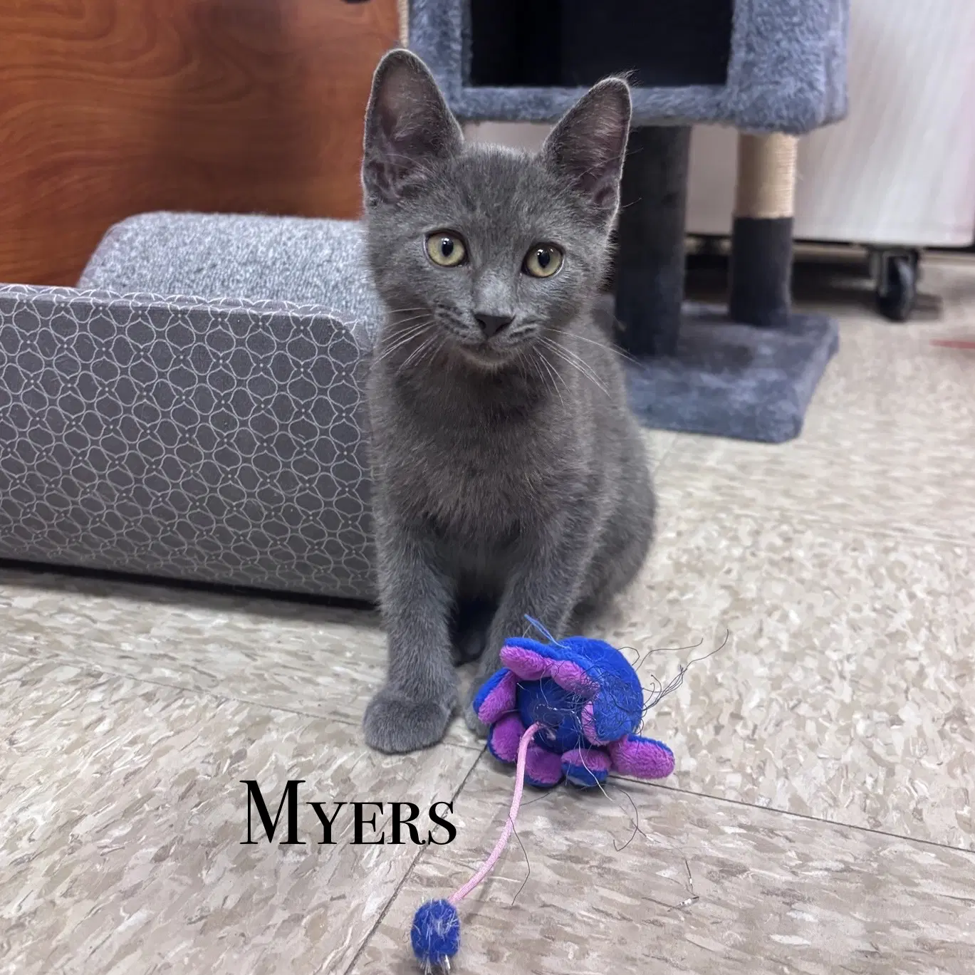 Myers - Domestic Short Hair