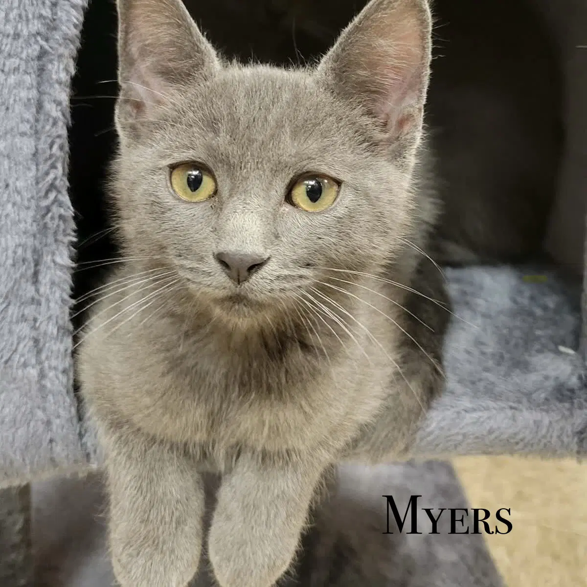 Myers image 2