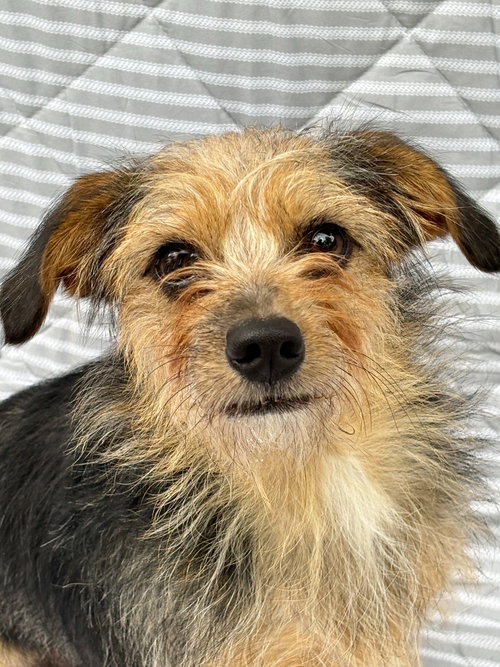 Daphne, an adoptable Terrier in Spring Lake, NJ
