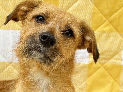 Lady Godiva, an adoptable Terrier in Spring Lake, NJ