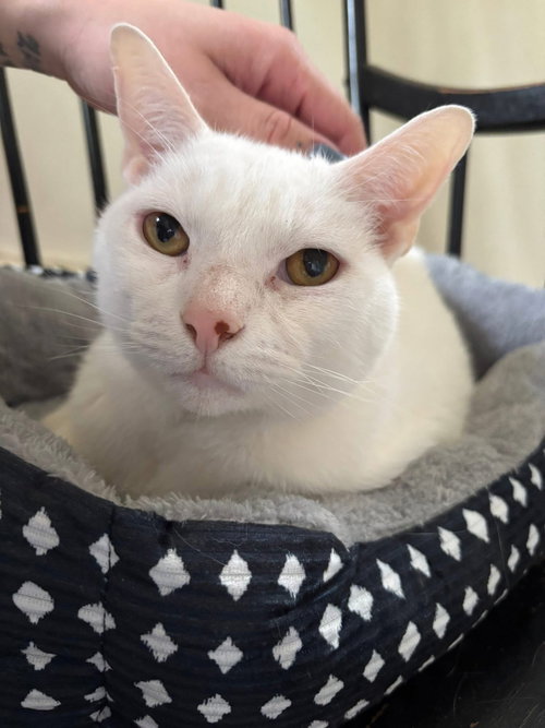 Casper, an adoptable Domestic Short Hair in Spring Lake, NJ