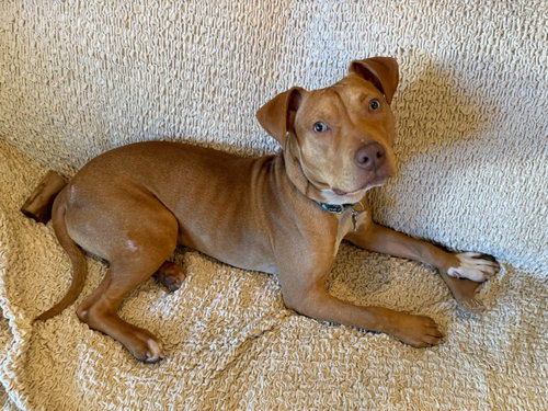 Mister, an adoptable American Pit Bull Terrier in Spring Lake, NJ