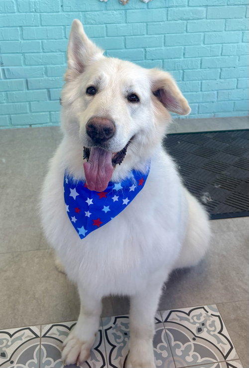 Tucker, an adoptable German Shepherd Dog in Spring Lake, NJ