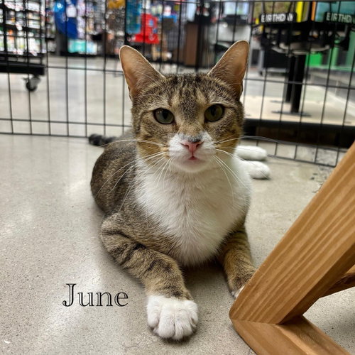 June, Adult Domestic Short Hair / Mixed (short coat), cat for adoption in New Brunswick, New Jersey