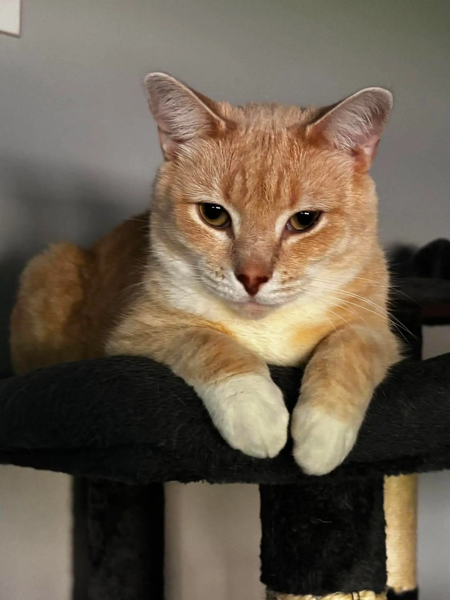 Anubis - Domestic Short Hair