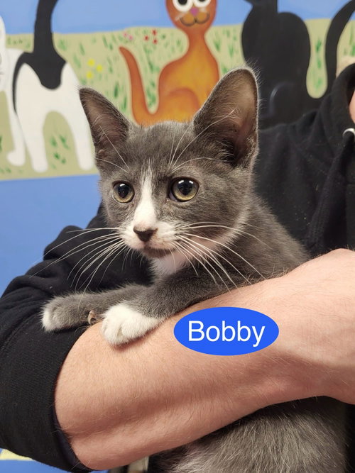 Bobby, Baby Domestic Short Hair (short coat), cat for adoption in New Brunswick, New Jersey