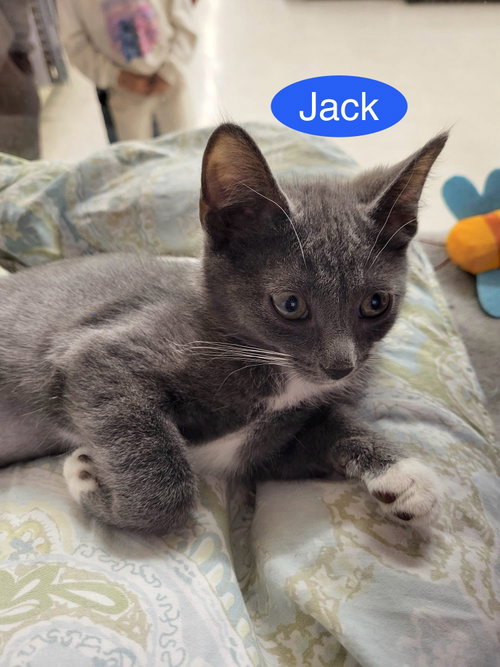 Jack, Baby Domestic Short Hair (short coat), cat for adoption in New Brunswick, New Jersey