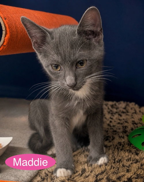 Maddie, Baby Domestic Short Hair (short coat), cat for adoption in New Brunswick, New Jersey