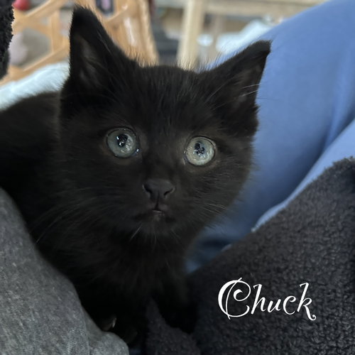 Chuck, Baby Domestic Short Hair / Mixed (short coat), cat for adoption in New Brunswick, New Jersey