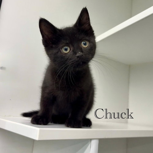 Chuck, Young Domestic Short Hair / Mixed (short coat), cat for adoption in Bayonne, New Jersey
