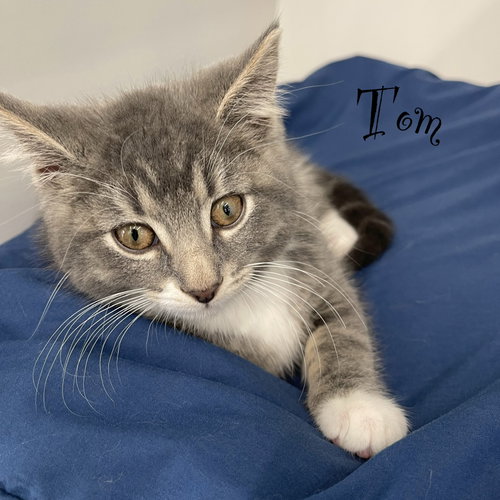 Tom, Baby Domestic Short Hair / Mixed (short coat), cat for adoption in New Brunswick, New Jersey