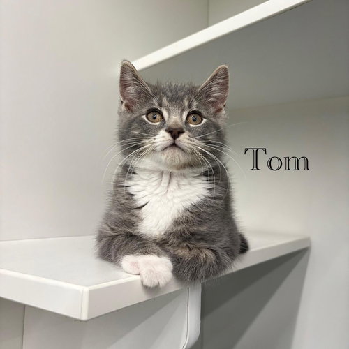 Tom, Baby Domestic Short Hair / Mixed (short coat), cat for adoption in Bayonne, New Jersey