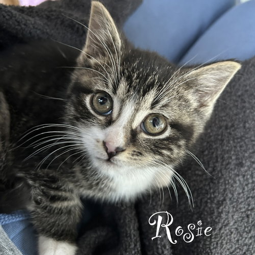 Rosie, Baby Domestic Short Hair / Mixed (short coat), cat for adoption in New Brunswick, New Jersey